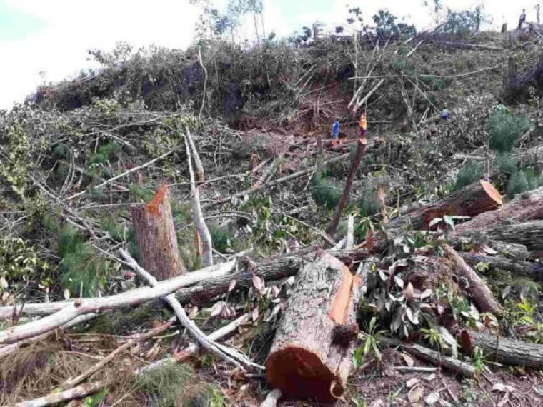 Tree Cutting Regulation Of Denr Sangguniang Laiko Ng Pilipinas My XXX